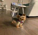 Affectionate Teacup Yorkies For Sale